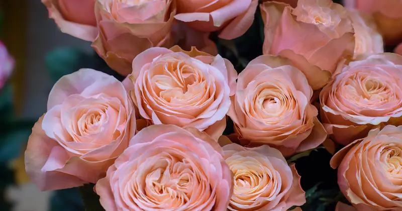 A vibrant close-up of a bouquet of peach roses, showcasing their intricate petals and lush bloom.
